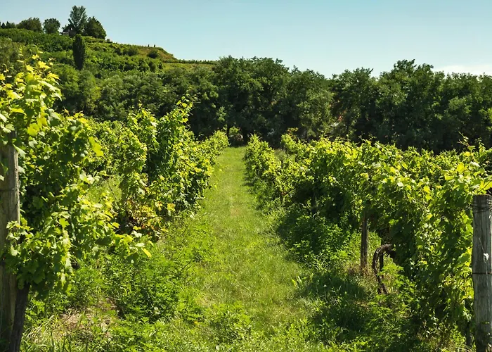 In - Balaton 27595 アパート ヘーヴィーズ